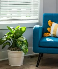 Brighter Blooms Tropic Snow Plant House & Patio 10 Brighter Blooms Tropic Snow Plant House & Patio