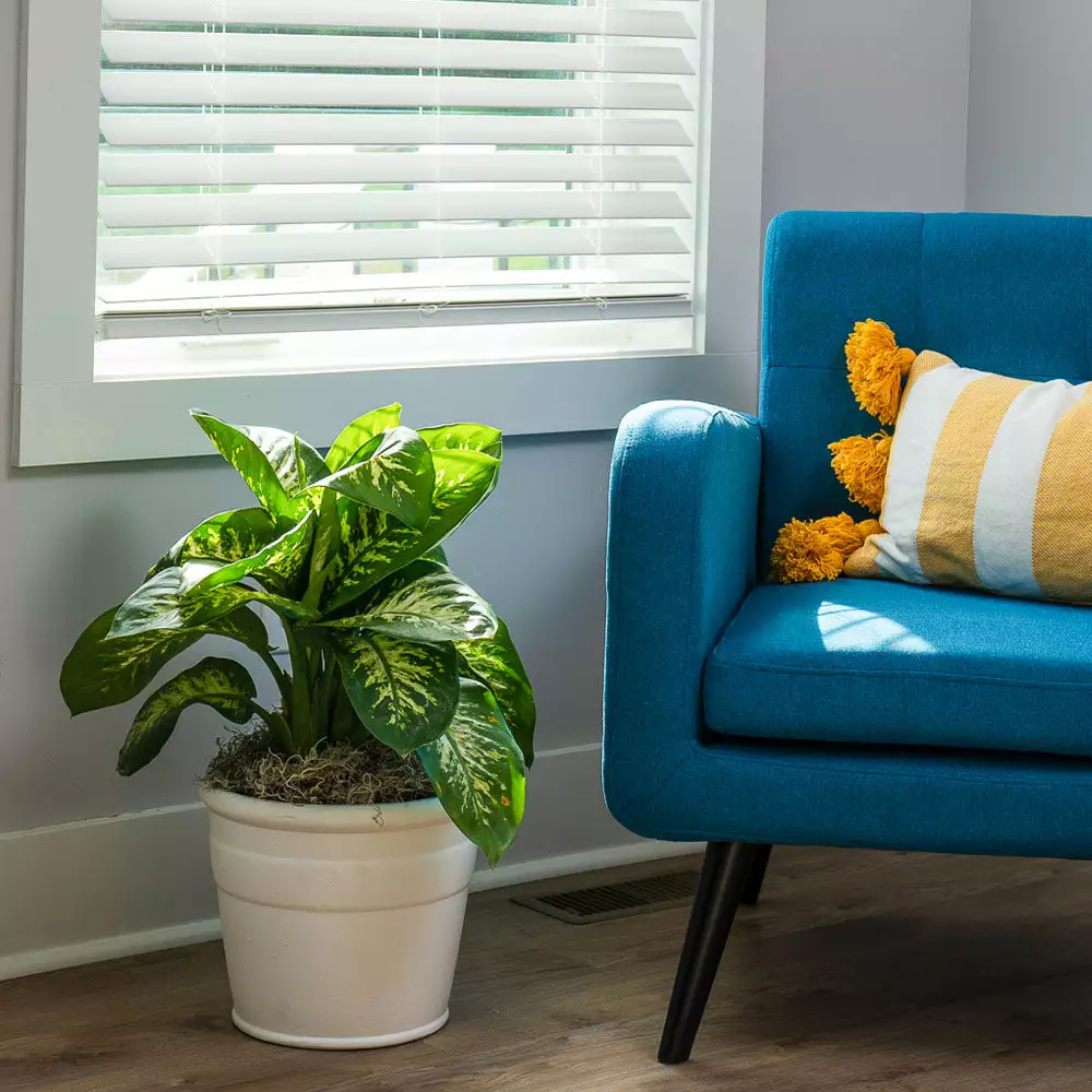 Brighter Blooms Tropic Snow Plant House & Patio 4 Brighter Blooms Tropic Snow Plant House & Patio