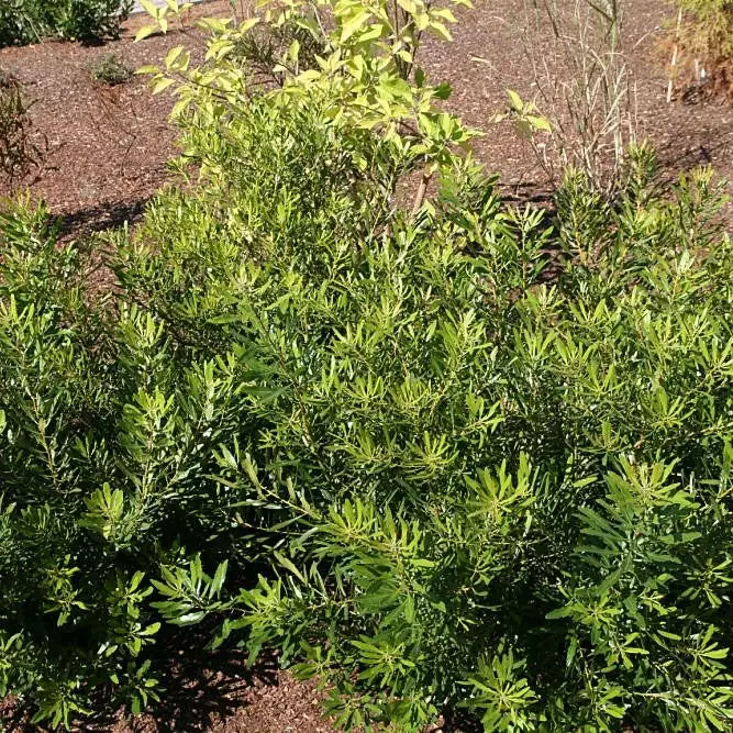 Brighter Blooms Don's Dwarf Wax Myrtle Tree 2 Brighter Blooms Don's Dwarf Wax Myrtle Tree