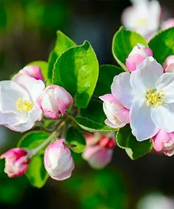 Brighter Blooms Dorsett Golden Apple Tree 6 Brighter Blooms Dorsett Golden Apple Tree