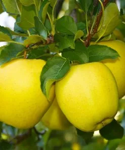 Brighter Blooms Dorsett Golden Apple Tree