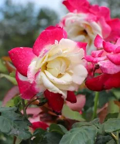Brighter Blooms Double Delight Rose Tree Roses