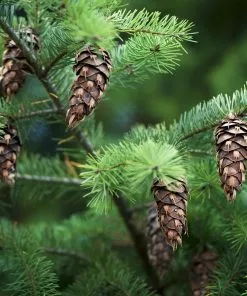 Brighter Blooms Cold Hardy Patio Plants Douglas Fir Tree 6 Brighter Blooms Cold Hardy Patio Plants Douglas Fir Tree