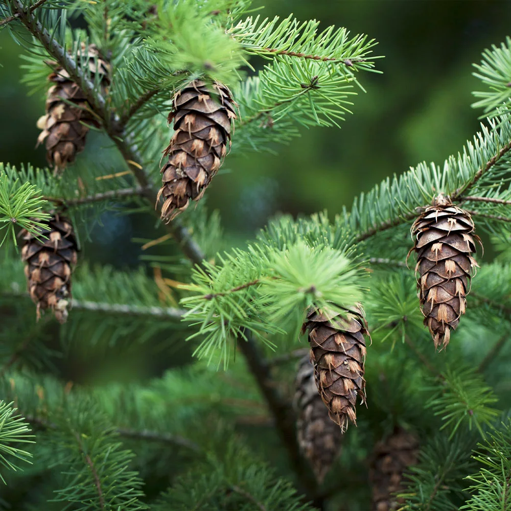 Brighter Blooms Cold Hardy Patio Plants Douglas Fir Tree 3 Brighter Blooms Cold Hardy Patio Plants Douglas Fir Tree