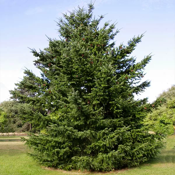 Brighter Blooms Cold Hardy Patio Plants Douglas Fir Tree 1 Brighter Blooms Cold Hardy Patio Plants Douglas Fir Tree