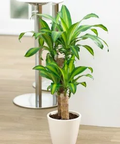 Brighter Blooms House & Patio Dracaena Corn Plant