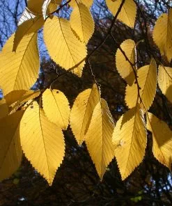 Brighter Blooms Drake Chinese Elm Tree 7 Brighter Blooms Drake Chinese Elm Tree