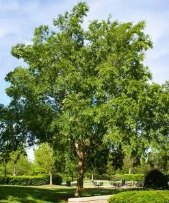 Brighter Blooms Drake Chinese Elm Tree