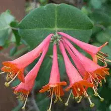 Brighter Blooms Scarlet Honeysuckle Vine