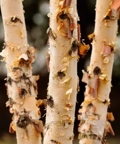 Brighter Blooms Shade Trees Dura Heat'® River Birch Tree