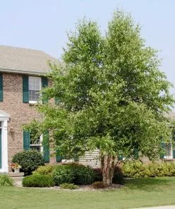 Brighter Blooms Shade Trees Dura Heat'® River Birch Tree