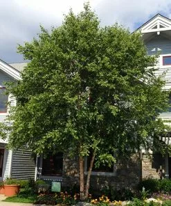 Brighter Blooms Shade Trees Dura Heat'® River Birch Tree