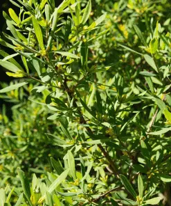 Brighter Blooms Don's Dwarf Wax Myrtle Tree 5 Brighter Blooms Don's Dwarf Wax Myrtle Tree