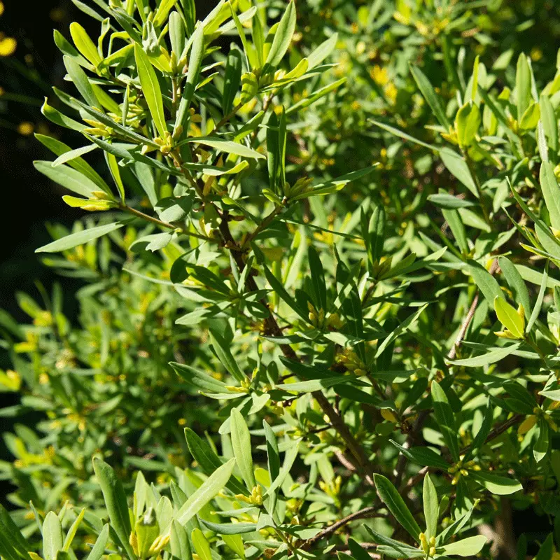 Brighter Blooms Don's Dwarf Wax Myrtle Tree 3 Brighter Blooms Don's Dwarf Wax Myrtle Tree