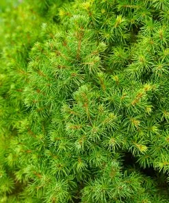 Brighter Blooms Dwarf Alberta Spruce Tree 8 Brighter Blooms Dwarf Alberta Spruce Tree