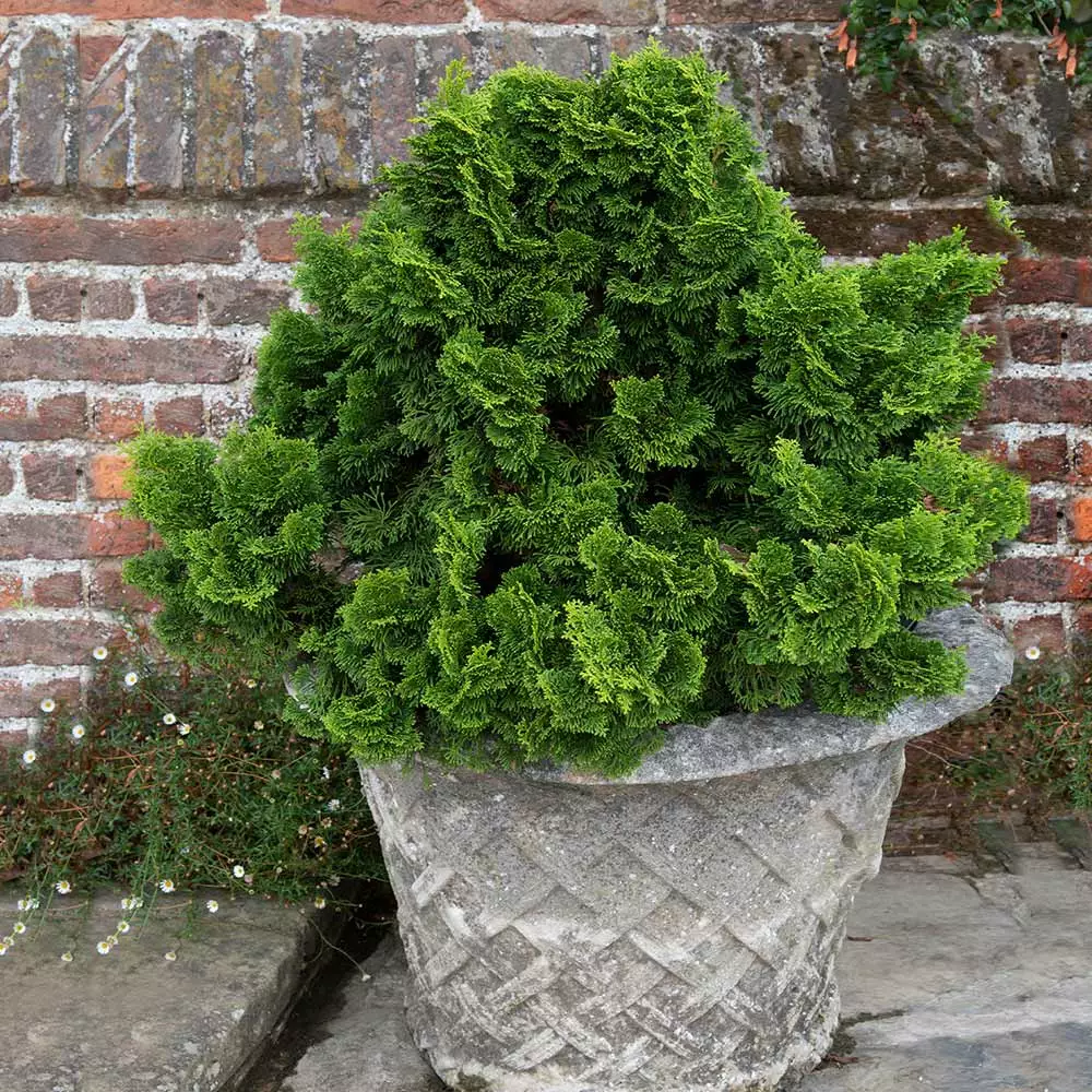 Brighter Blooms Cypress Trees Dwarf Hinoki Cypress Shrub 4 Brighter Blooms Cypress Trees Dwarf Hinoki Cypress Shrub