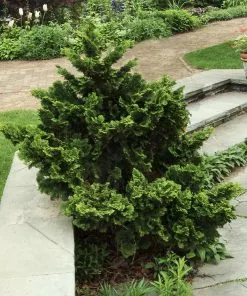 Brighter Blooms Cypress Trees Dwarf Hinoki Cypress Shrub 6 Brighter Blooms Cypress Trees Dwarf Hinoki Cypress Shrub