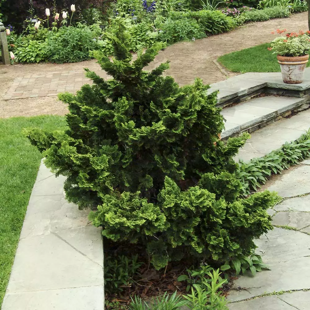 Brighter Blooms Cypress Trees Dwarf Hinoki Cypress Shrub 3 Brighter Blooms Cypress Trees Dwarf Hinoki Cypress Shrub