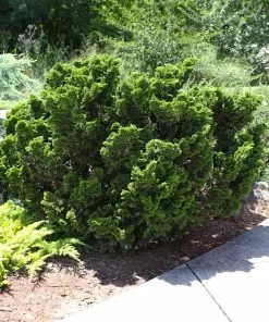 Brighter Blooms Cypress Trees Dwarf Hinoki Cypress Shrub