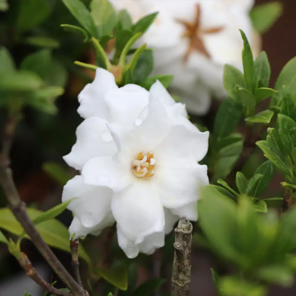 Brighter Blooms Shrubs & Hedges Dwarf Radicans Gardenia Shrub 3 Brighter Blooms Shrubs & Hedges Dwarf Radicans Gardenia Shrub
