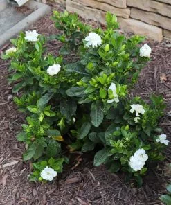 Brighter Blooms Shrubs & Hedges Dwarf Radicans Gardenia Shrub 7 Brighter Blooms Shrubs & Hedges Dwarf Radicans Gardenia Shrub