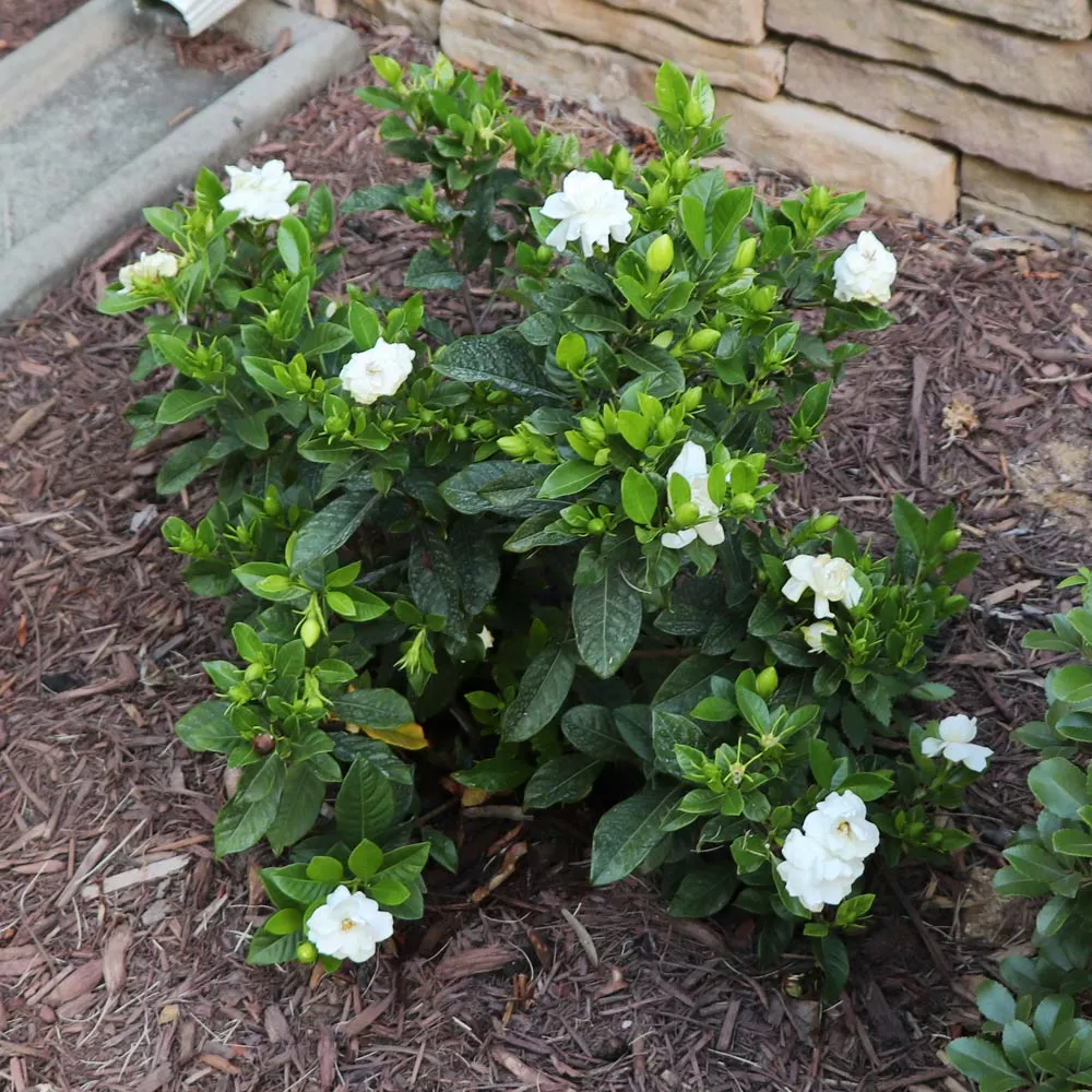 Brighter Blooms Shrubs & Hedges Dwarf Radicans Gardenia Shrub 4 Brighter Blooms Shrubs & Hedges Dwarf Radicans Gardenia Shrub
