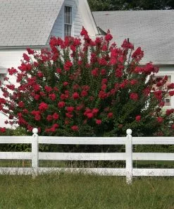 Brighter Blooms Dynamite Crape Myrtle Tree Flowering Trees 8 Brighter Blooms Dynamite Crape Myrtle Tree Flowering Trees