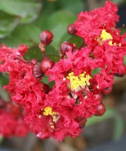 Brighter Blooms Dynamite Crape Myrtle Tree Flowering Trees