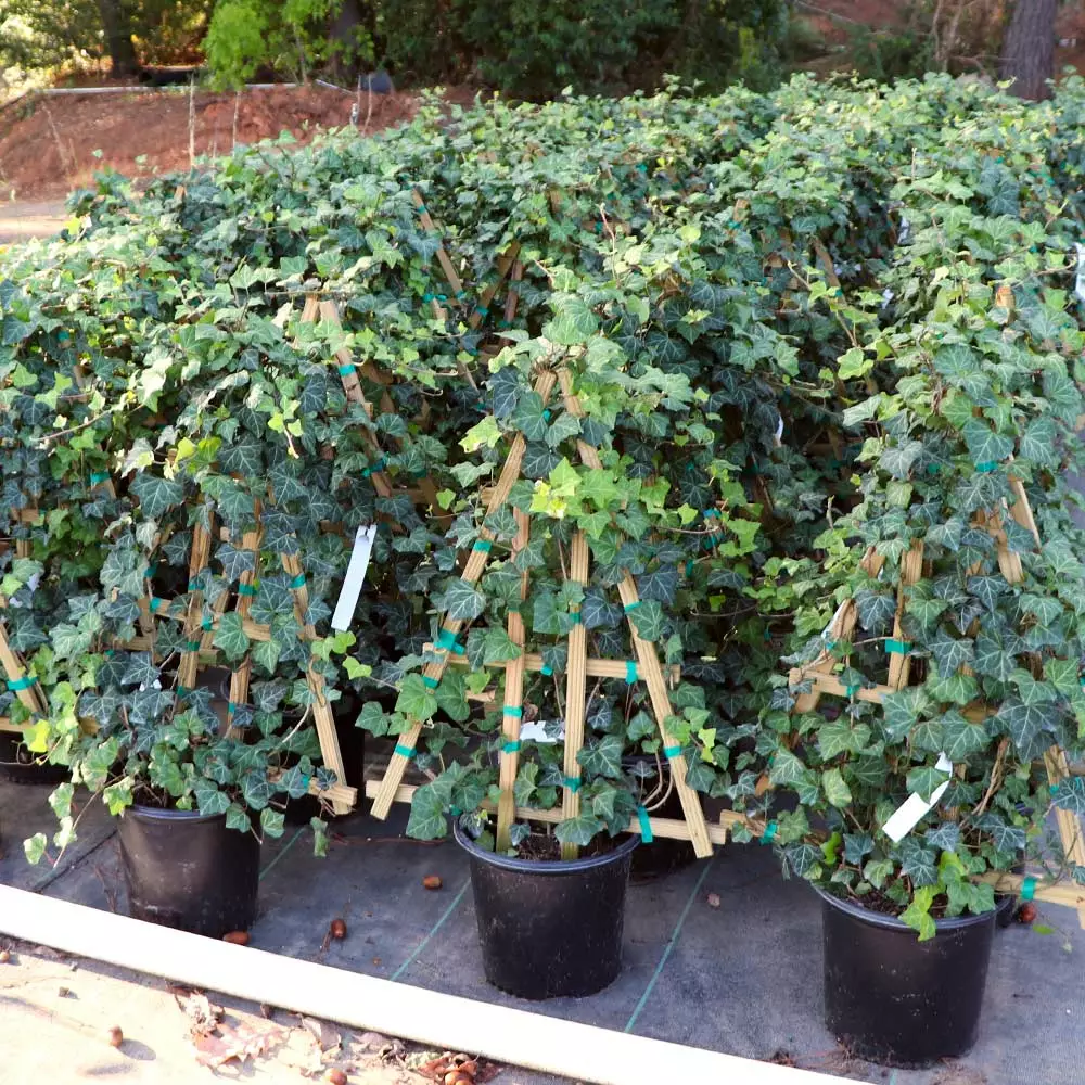 Brighter Blooms English Ivy 5 Brighter Blooms English Ivy