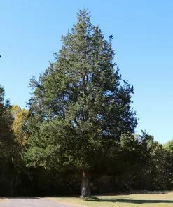 Brighter Blooms Evergreen & Privacy Eastern Red Cedar Tree 7 Brighter Blooms Evergreen & Privacy Eastern Red Cedar Tree