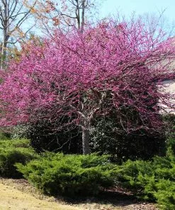 Brighter Blooms Flowering Trees Eastern Redbud Tree 9 Brighter Blooms Flowering Trees Eastern Redbud Tree