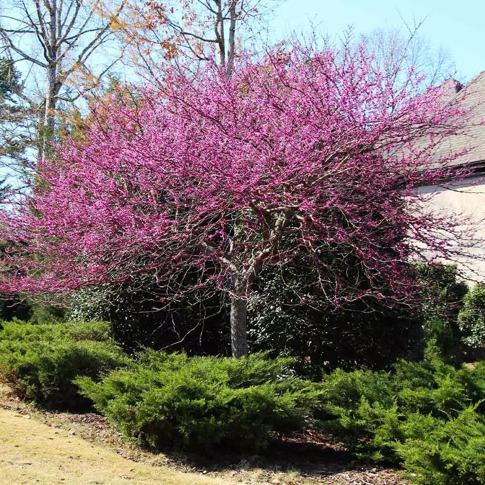 Brighter Blooms Flowering Trees Eastern Redbud Tree 5 Brighter Blooms Flowering Trees Eastern Redbud Tree