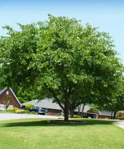 Brighter Blooms Flowering Trees Eastern Redbud Tree 7 Brighter Blooms Flowering Trees Eastern Redbud Tree