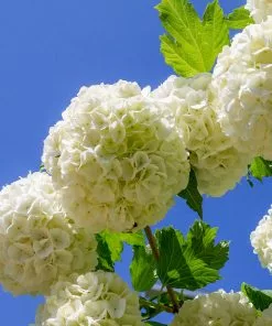 Brighter Blooms Eastern Snowball Bush Shrubs & Hedges