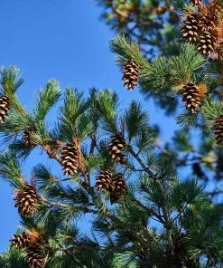 Brighter Blooms Eastern White Pine Tree Evergreen & Privacy