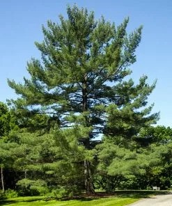 Brighter Blooms Eastern White Pine Tree Evergreen & Privacy