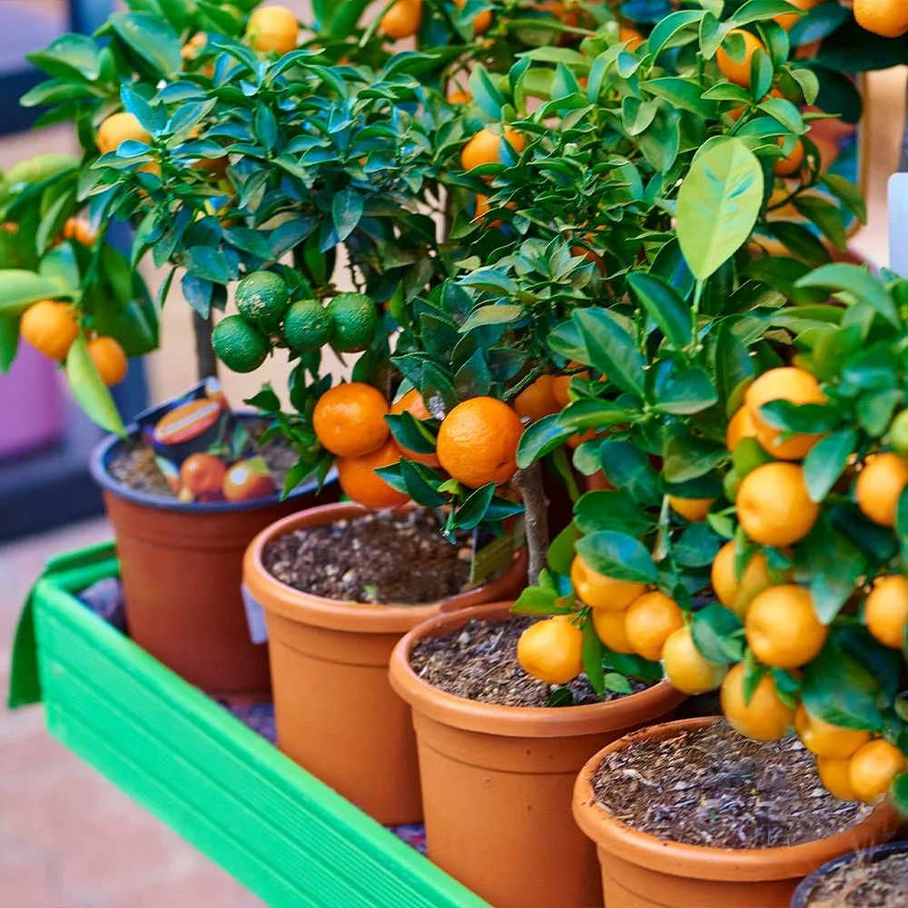 Brighter Blooms Fruit Trees EasyPeel Clementine Tree 3 Brighter Blooms Fruit Trees EasyPeel Clementine Tree
