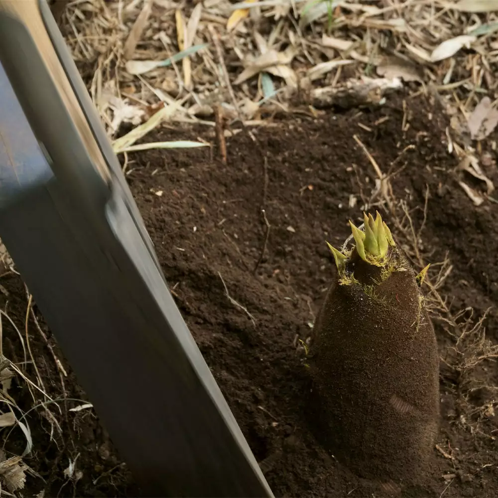 Brighter Blooms Evergreen & Privacy Edible Bamboo Plant 3 Brighter Blooms Evergreen & Privacy Edible Bamboo Plant
