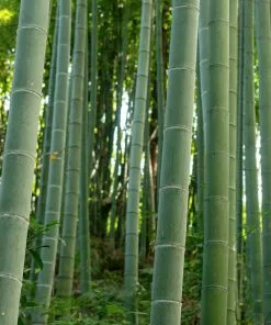 Brighter Blooms Evergreen & Privacy Edible Bamboo Plant 9 Brighter Blooms Evergreen & Privacy Edible Bamboo Plant