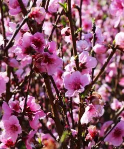 Brighter Blooms Elberta Peach Tree Fruit Trees 6 Brighter Blooms Elberta Peach Tree Fruit Trees