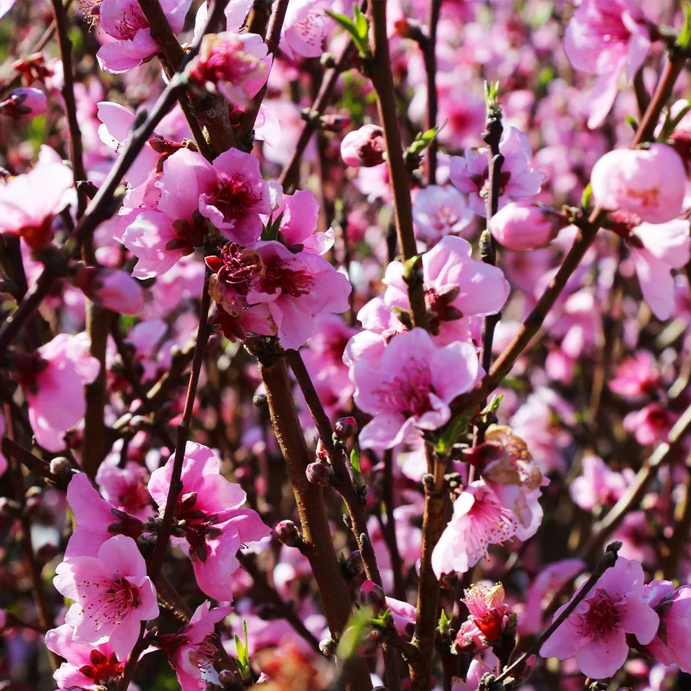 Brighter Blooms Elberta Peach Tree Fruit Trees 3 Brighter Blooms Elberta Peach Tree Fruit Trees