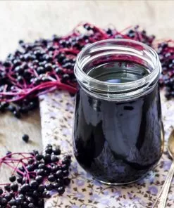 Brighter Blooms Elderberry Plant
