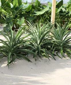 Brighter Blooms Elite Gold Pineapple Plant Fruit Trees 6 Brighter Blooms Elite Gold Pineapple Plant Fruit Trees