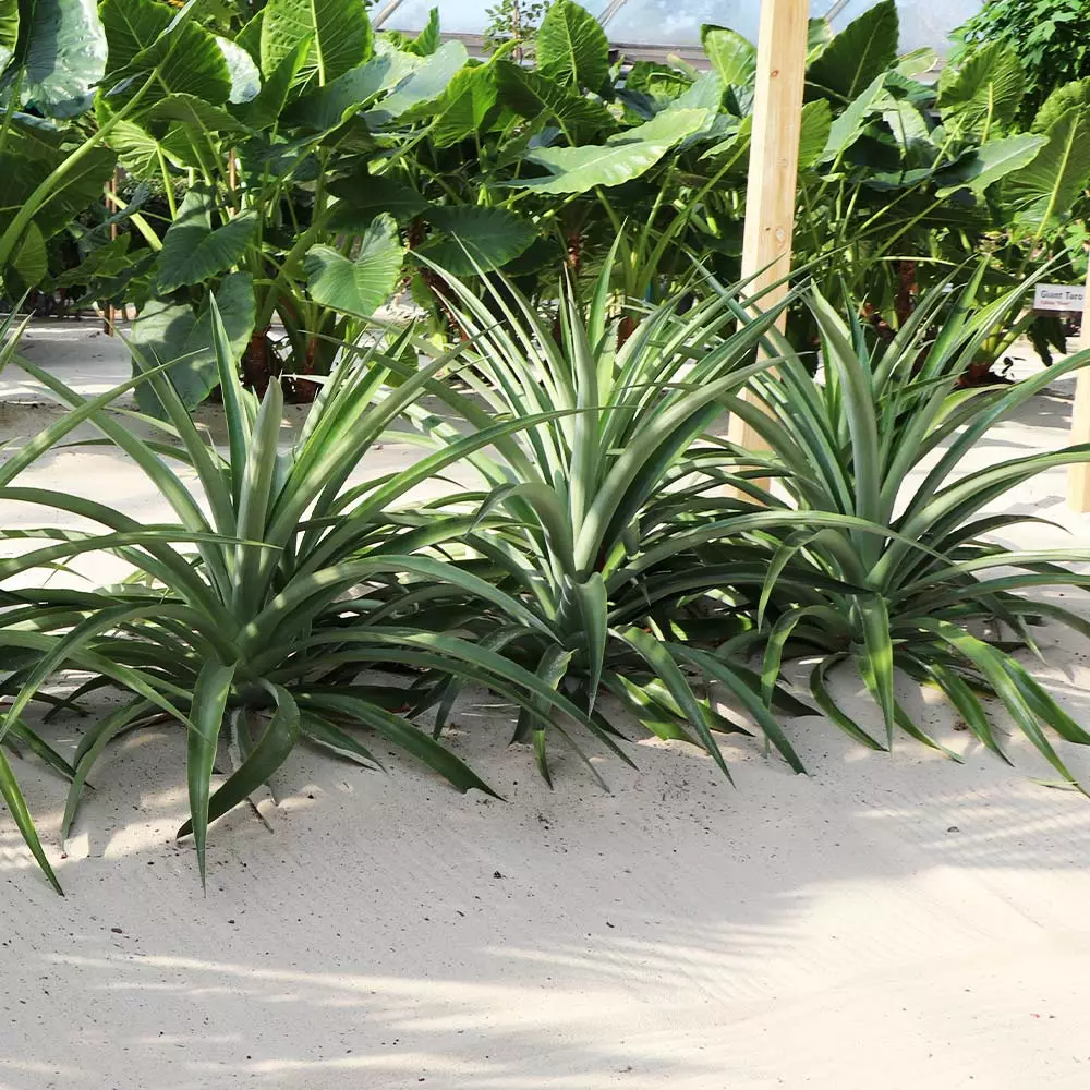 Brighter Blooms Elite Gold Pineapple Plant Fruit Trees 3 Brighter Blooms Elite Gold Pineapple Plant Fruit Trees