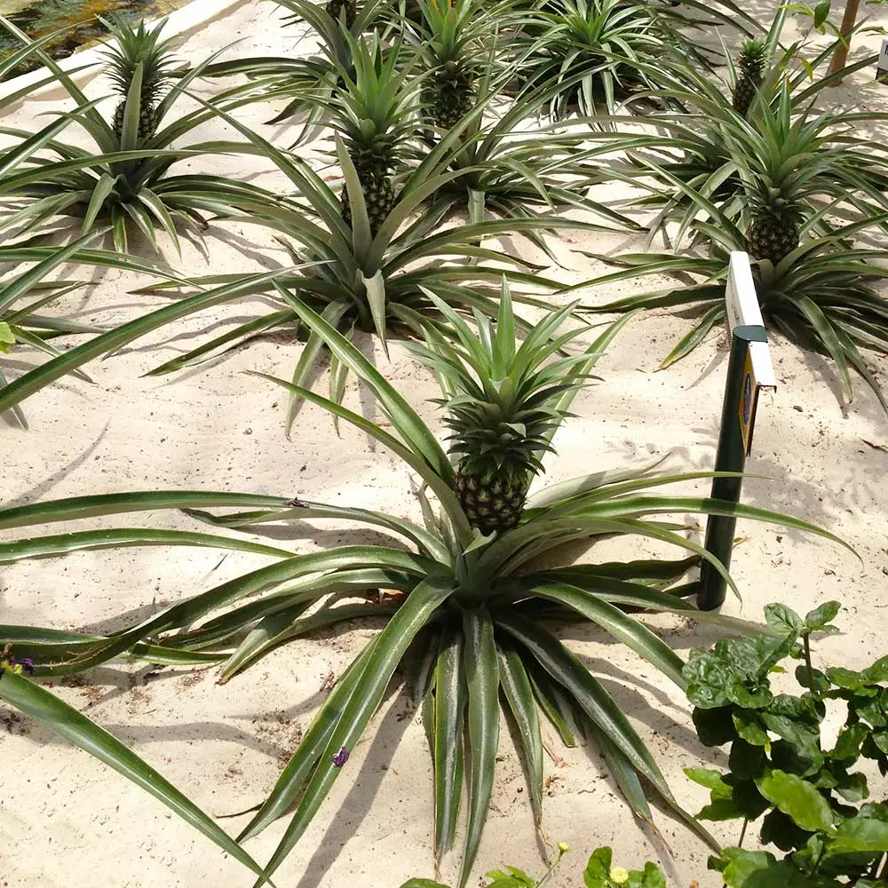 Brighter Blooms Elite Gold Pineapple Plant Fruit Trees 4 Brighter Blooms Elite Gold Pineapple Plant Fruit Trees