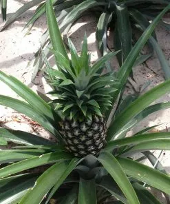 Brighter Blooms Elite Gold Pineapple Plant Fruit Trees