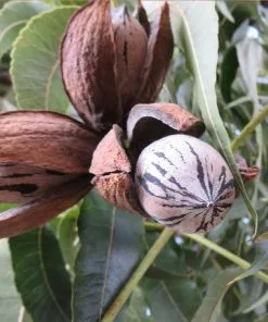 Brighter Blooms Elliot Pecan Tree New Trees