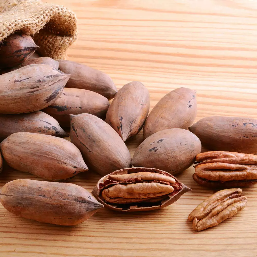 Brighter Blooms Elliot Pecan Tree New Trees 4 Brighter Blooms Elliot Pecan Tree New Trees