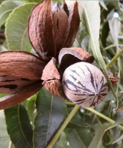 Brighter Blooms Elliot Pecan Tree New Trees