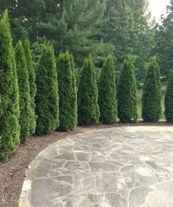 Brighter Blooms Emerald Green Thuja Tree Evergreen & Privacy 6 Brighter Blooms Emerald Green Thuja Tree Evergreen & Privacy